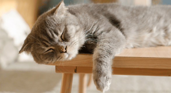 chat-dort