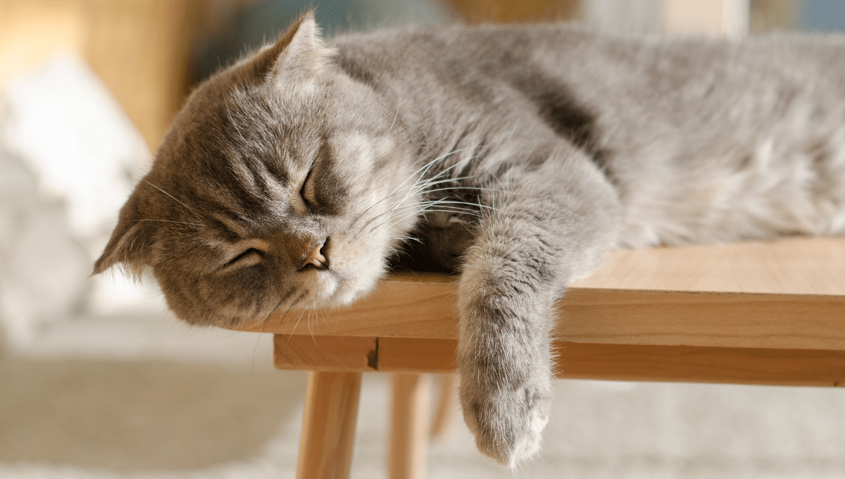chat-dort