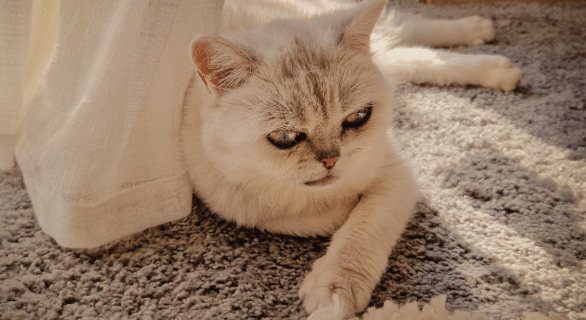 griffoir-tapis