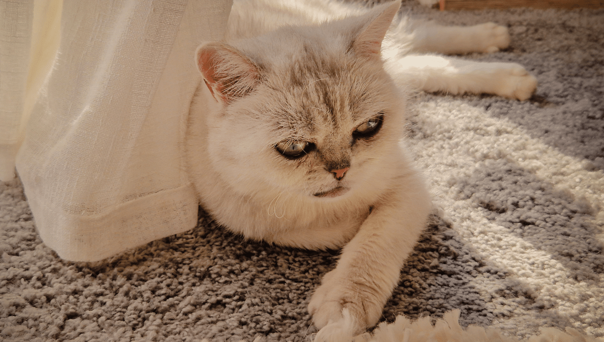 griffoir-tapis