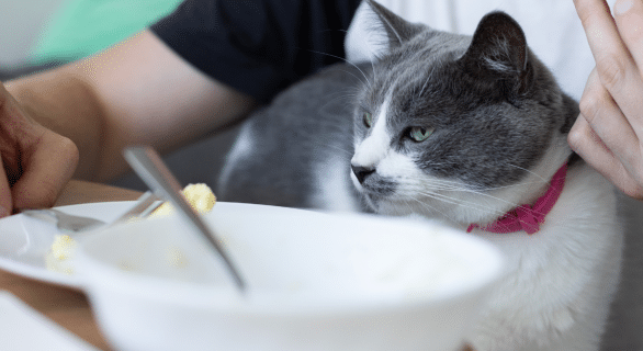 yaourt-pour-chat