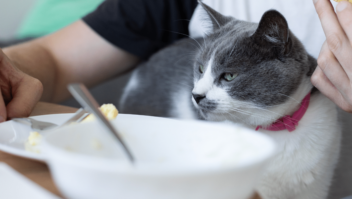 yaourt-pour-chat