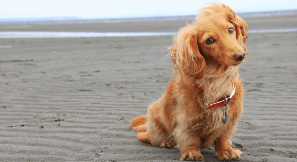 petits-chiens