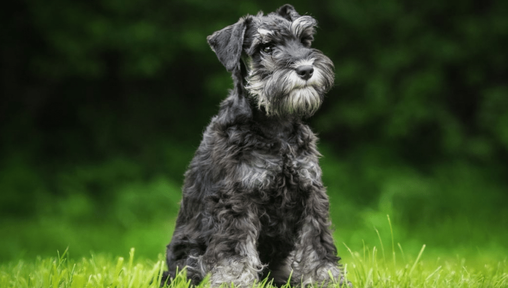 Schnauzer nain