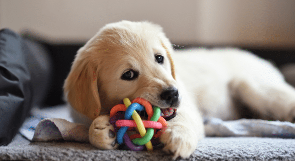 chien-jouets