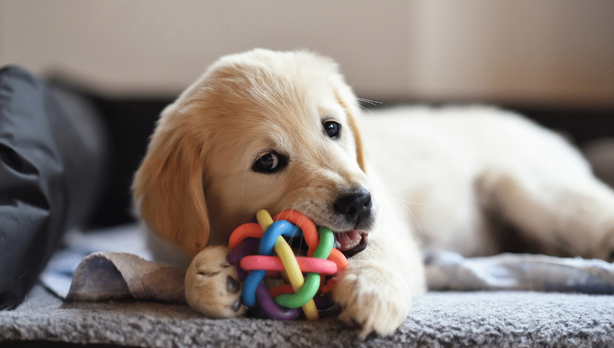chien-jouets