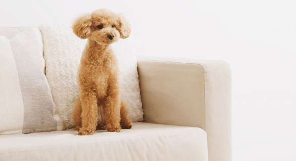 chien-seul-devant-la-tele
