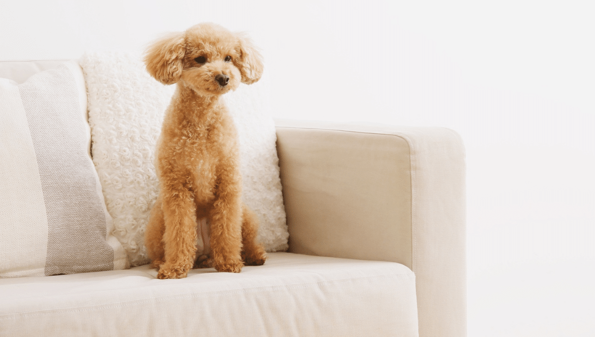 chien-seul-devant-la-tele