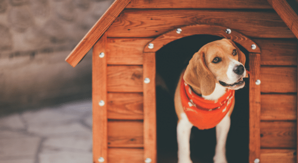 chien-environnement