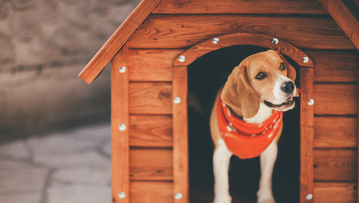 chien-environnement