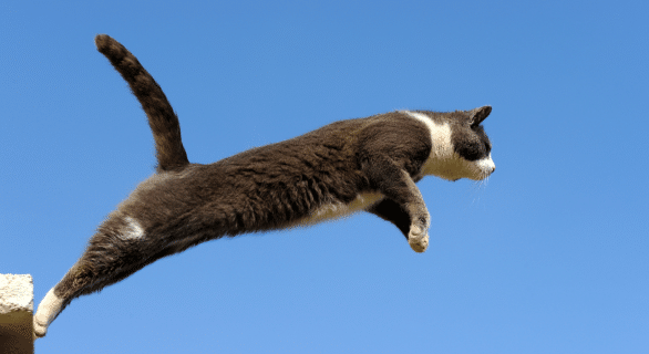 chat-saute