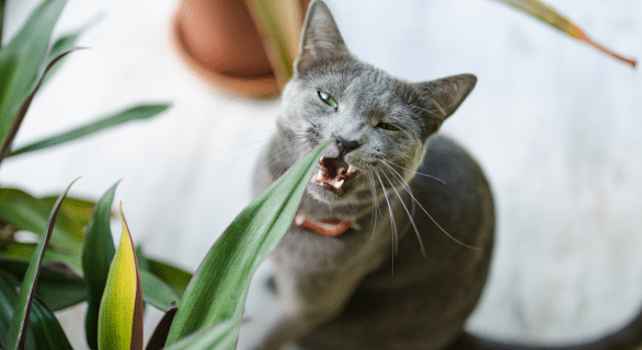 mordillement-chat