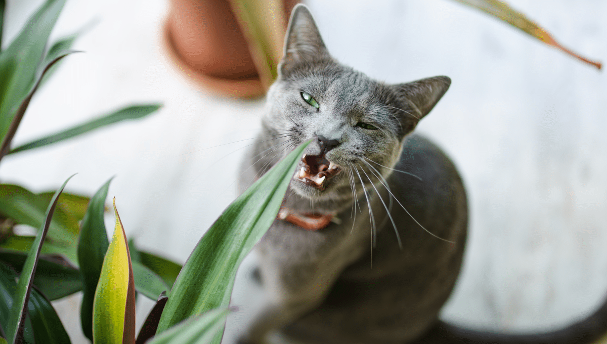 mordillement-chat