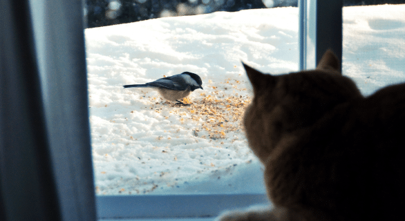 bruit-chat-fenetre-oiseaux