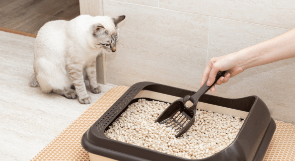 chat-refus-litiere