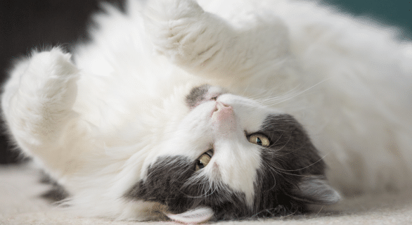 chat-sur-le-ventre
