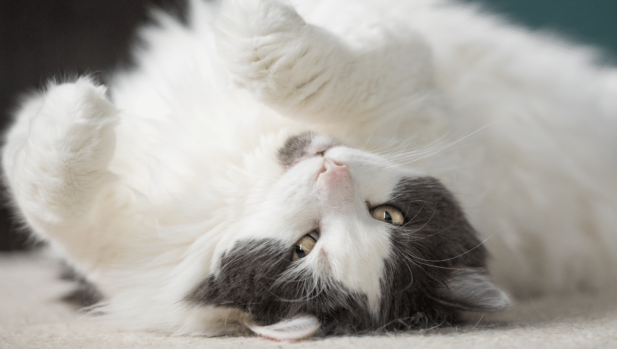 chat-sur-le-ventre