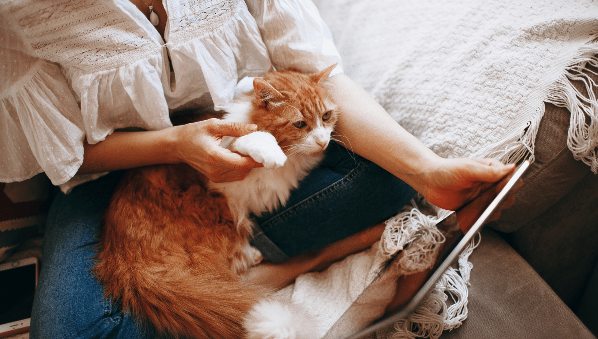 chat-calin-le-soir
