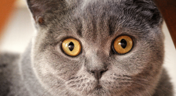 chartreux