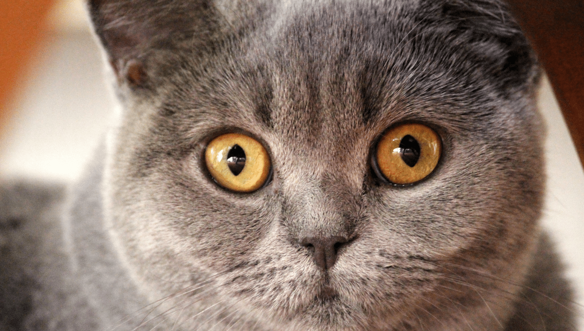 chartreux
