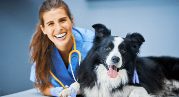 calmer-aboiements-du-chien