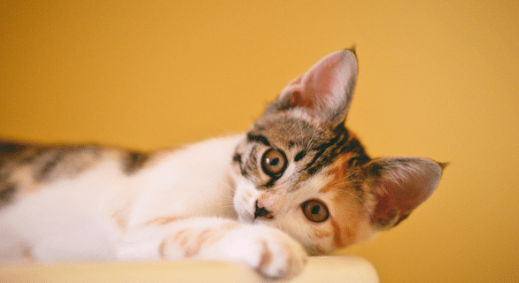 signaux-chat-malade