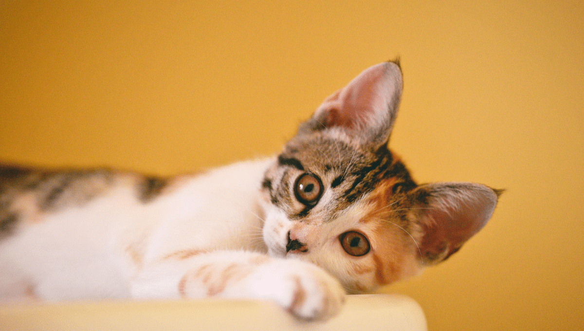 signaux-chat-malade