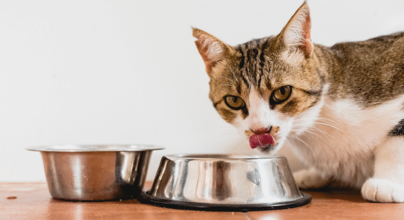 chat-refuse-de-boire