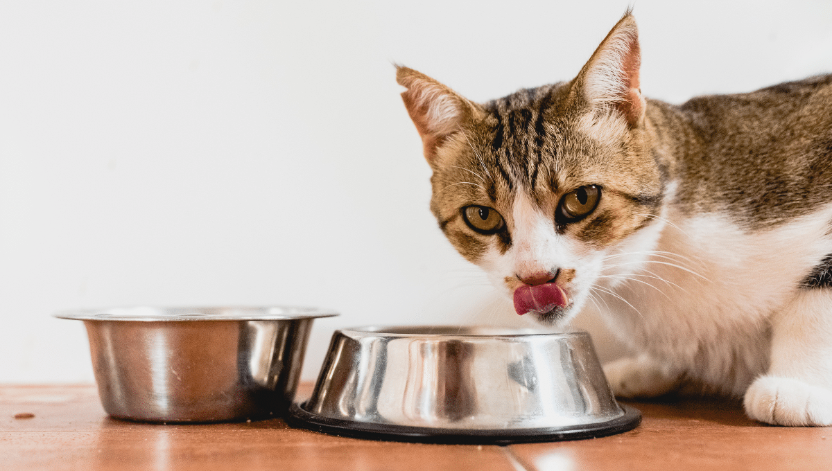 chat-refuse-de-boire