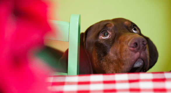 vole-nourriture-chien