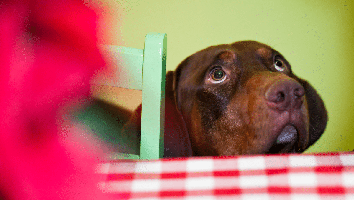 vole-nourriture-chien