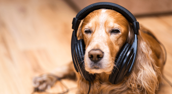 chien-musique
