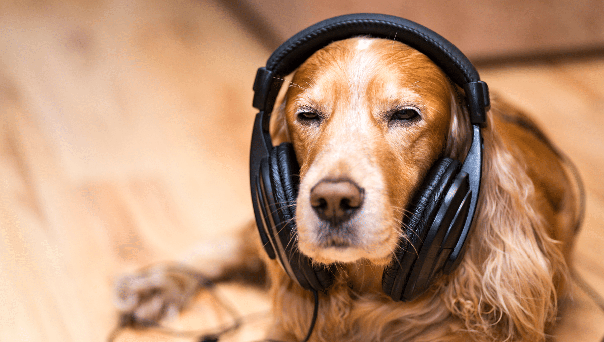 chien-musique
