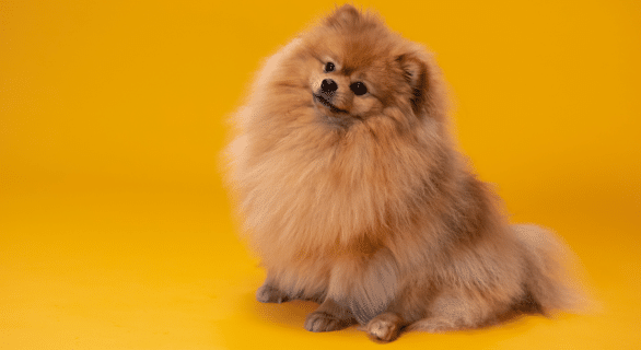 petits-chiens
