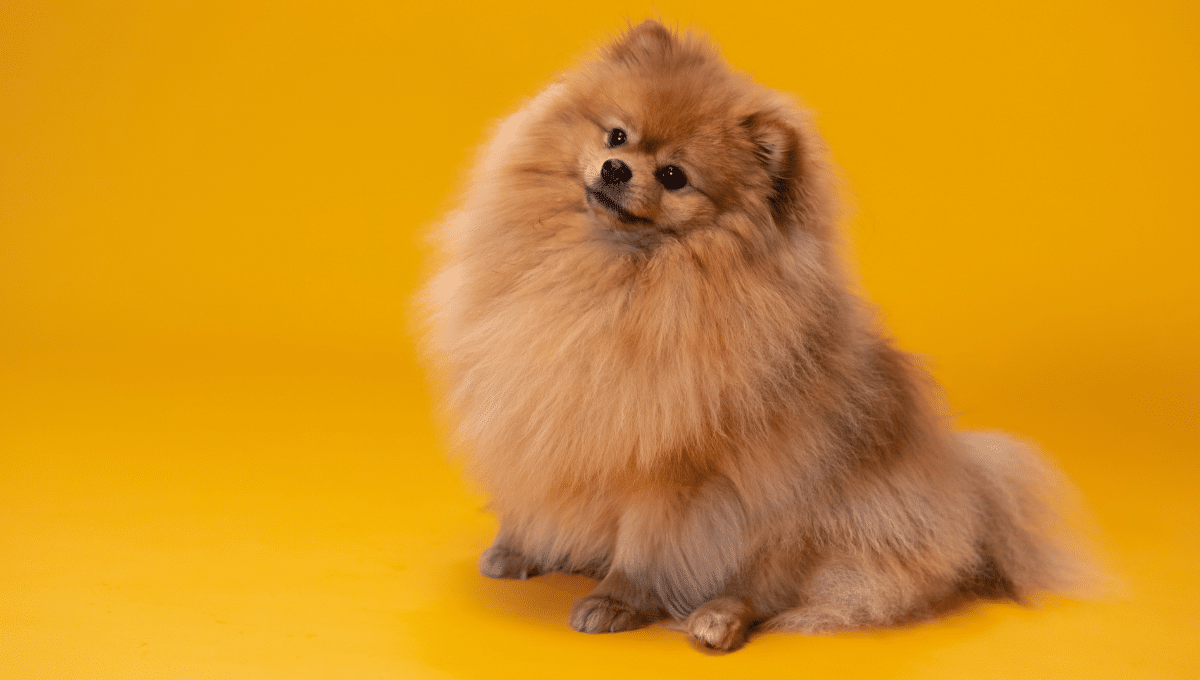 petits-chiens