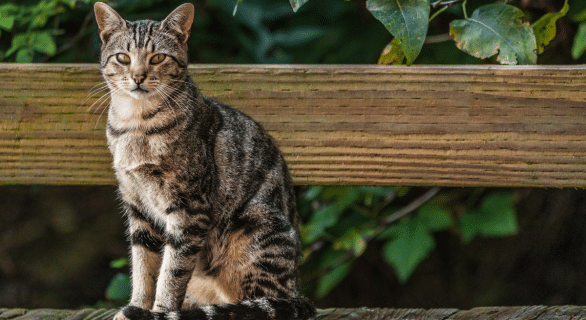 chat-errant