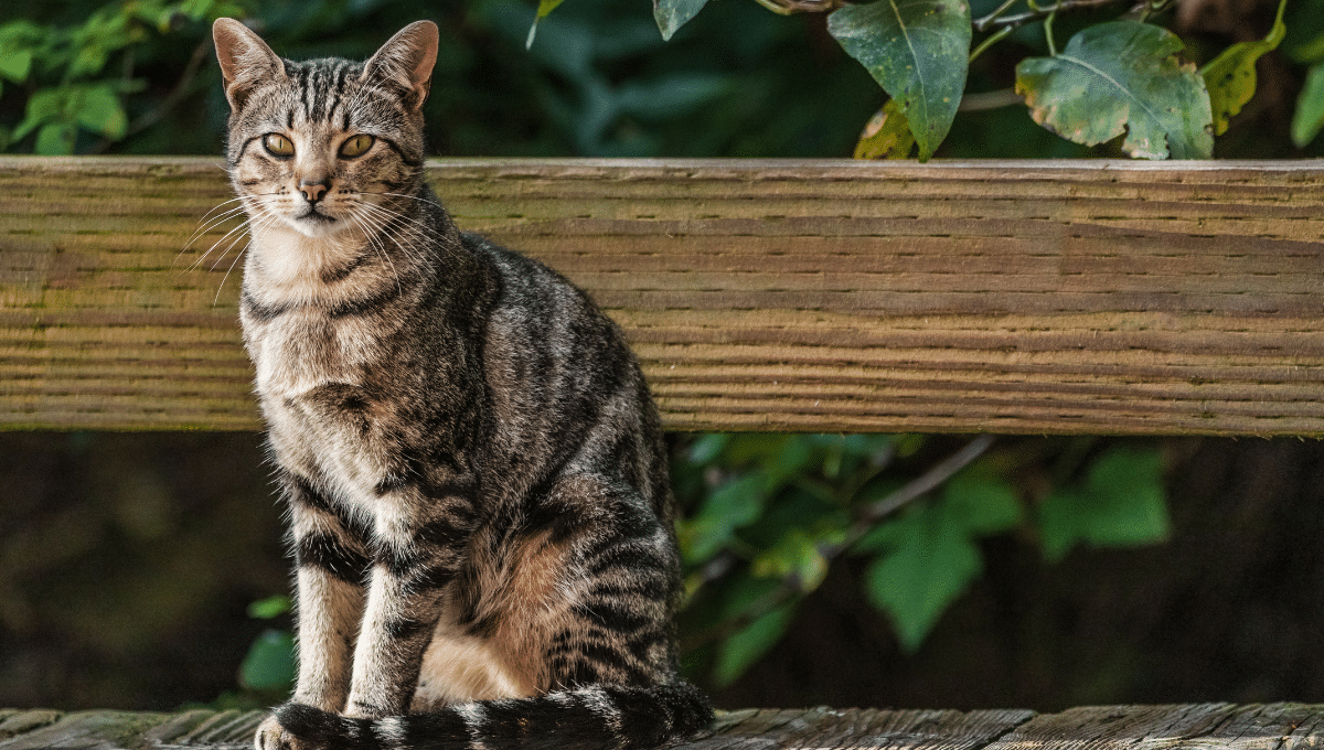 chat-errant