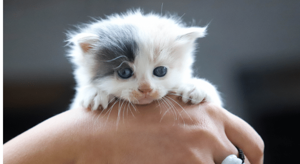 chaton-periode-adoption