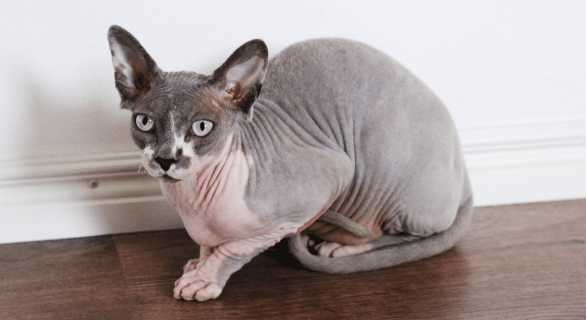 chat-sphynx