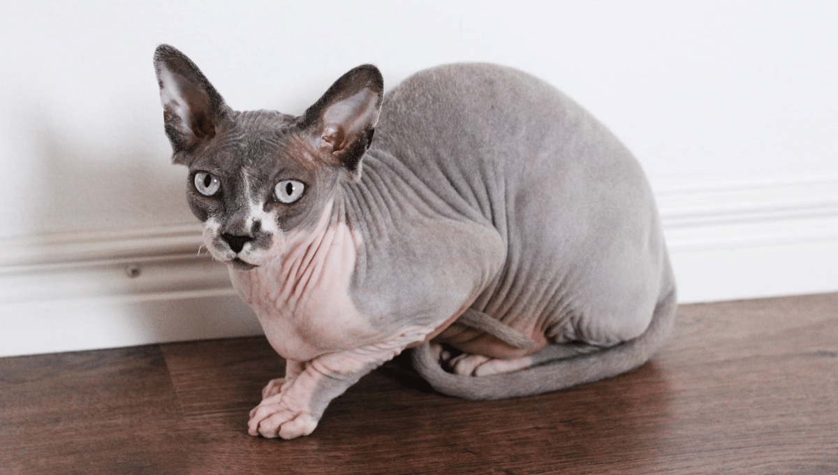 chat-sphynx