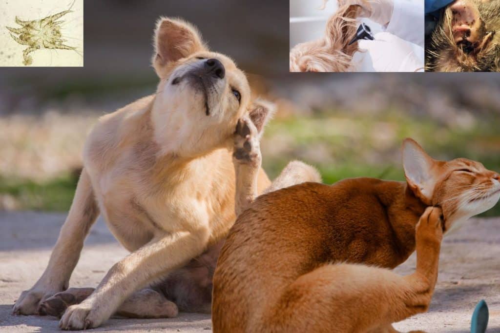 
Gale des oreilles : chien - chat 