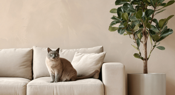 chat-seul