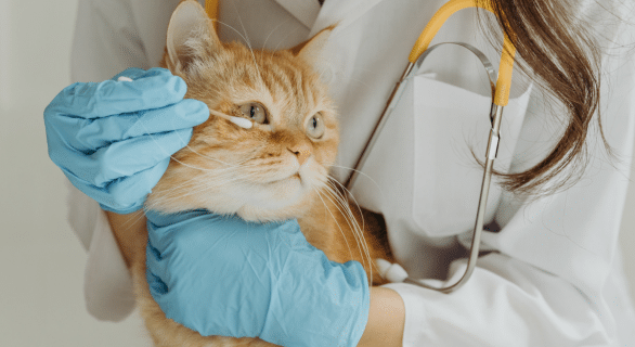 yeux-sale-chat