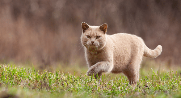 chat-exterieur