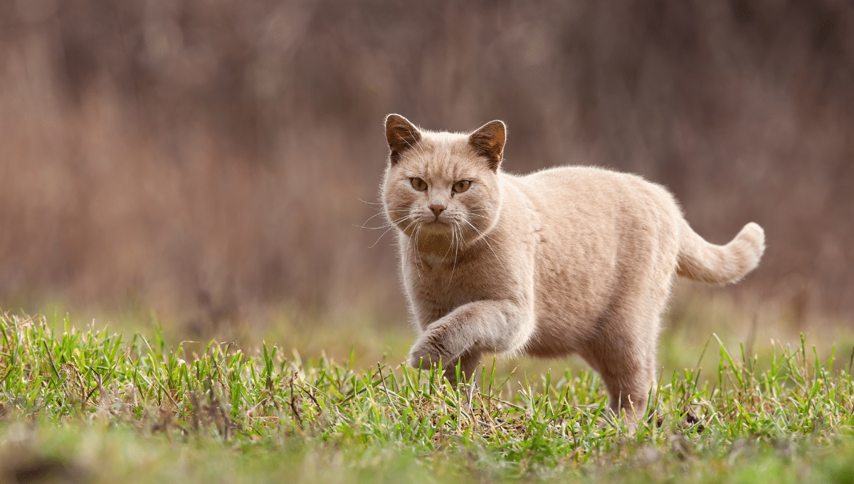 chat-exterieur