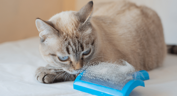 brosser-chat