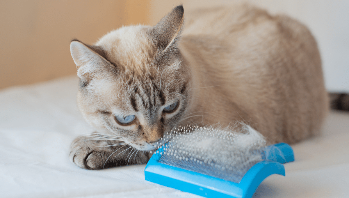 brosser-chat