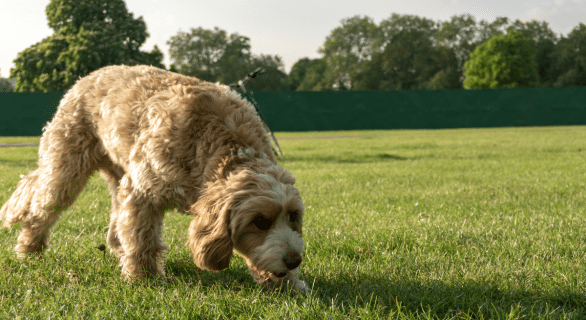chien-herbe