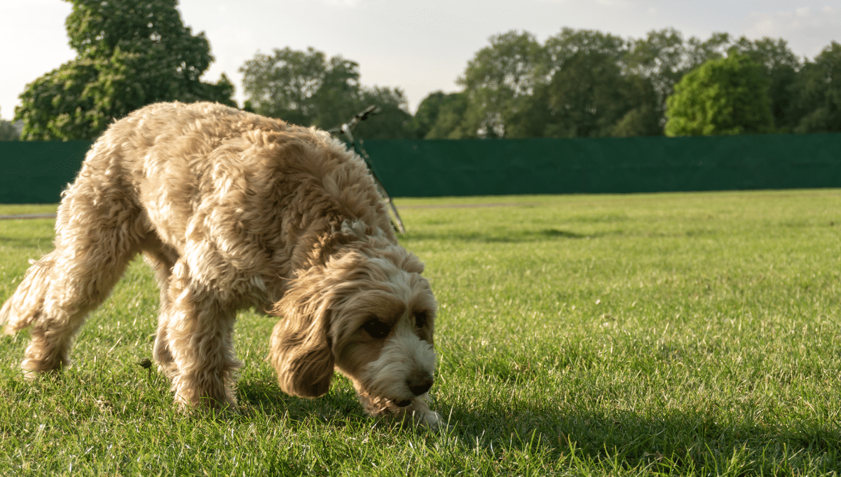chien-herbe