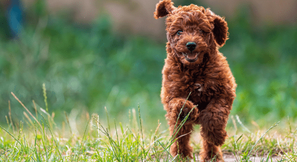 chien-voisin-aboie